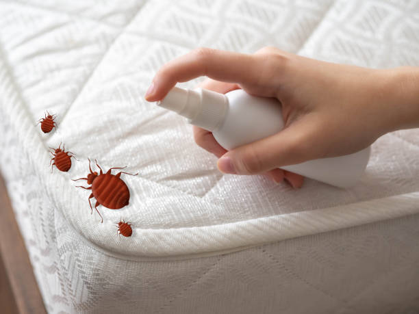 Pest Control Cost in Olympia, SC