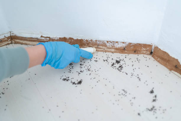 Best Wasp Removal Services  in Olympia, SC